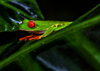 Rotaugenlaubfrosch im Regenwald von Costa Rica