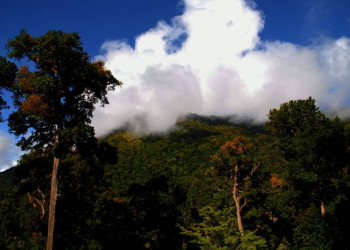 Geheimnisvolle Stimmung im Nationalpark Los Quetzales