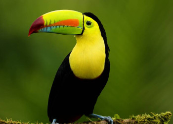 Naturerlebnis Costa Rica