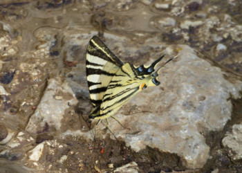 Schmetterling auf Stein