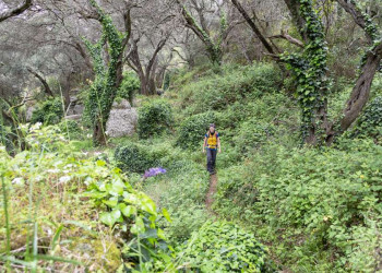 Wanderung durch den Olivenhain