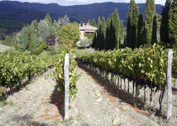 Weinberg und Landhaus