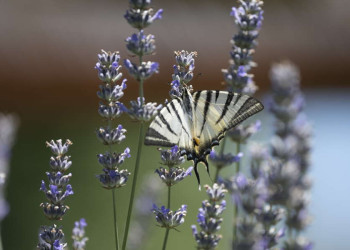 Schmetterling auf Lavendel