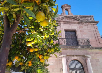 Orangenbaum und Gebäude