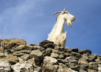 Inselimpressionen auf den Kykladen