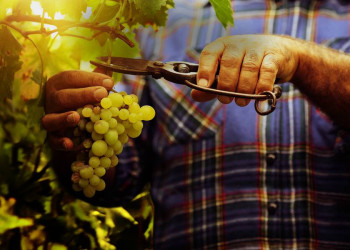 Winzer im Weinberg