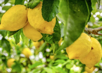 Zitronen – typisches Produkt für den Süden Italiens