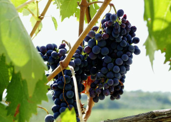 Leuchtend blaue Weinreben