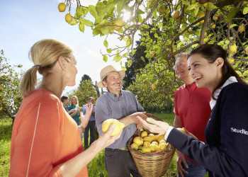 Fröhliche Zitronenernte!