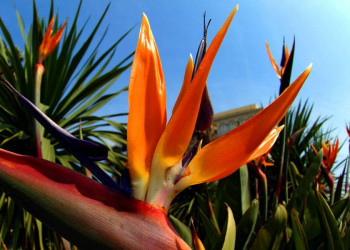 Blütenpracht auf der Blumeninsel: hier eine Strelizie