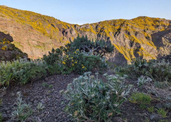 Blühende Berghänge