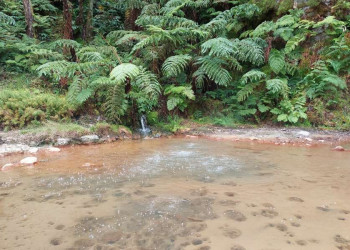 Wasserfall und Farne