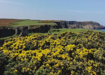 Küstenlandschaft mit Ginster