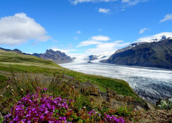 Gletscherlandschaft mit Wildblumen
