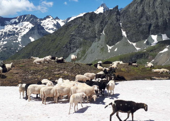 Schafe im Hochgebirge