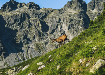 Gämse in den Bergen
