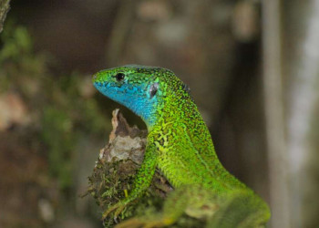 Grün-blaue Eidechse