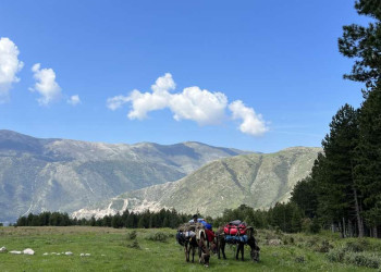 Packesel in den Bergen
