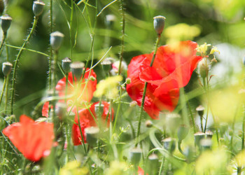 Mohnblumenwiese