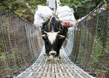 Yak auf Hängebrücke