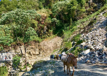 Maultiere im Gebirge