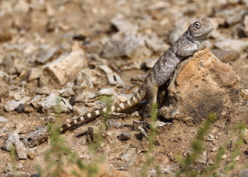 Eidechse auf einem Felsen