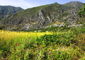 Berglandschaft mit Wildblumen