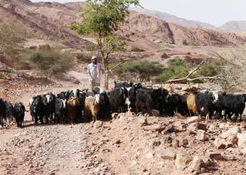 Ziegenhirte in den Bergen