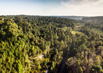 Waldlandschaft aus der Luft