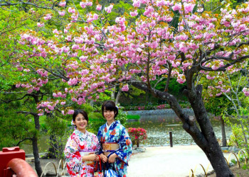 Kirschblüten und Kimonos