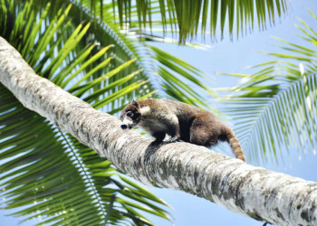 Nasenbär auf Palme