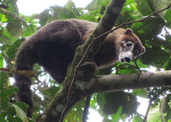 Nasenbär im Baum