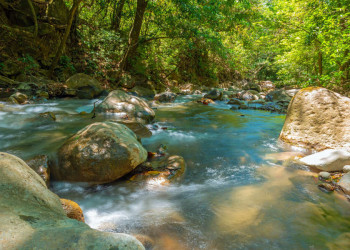 Fluss im Wald
