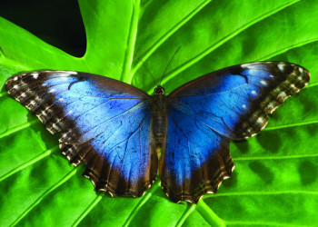 Blauer Schmetterling