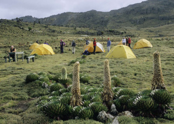 Campingplatz mit Riesenlobelien