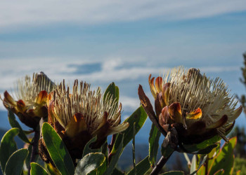 Protea-Blüten in den Bergen