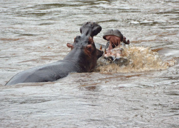 Flusspferde im Wasser