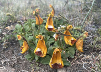 Orangefarbene Wildblumen