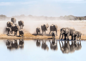 Elefanten am Wasserloch