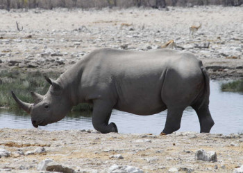 Spitzmaulnashorn am Wasserloch