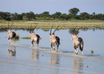 Oryxantilopen im Wasser