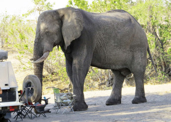 Elefant bei Safari-Fahrzeug