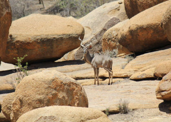 Kudu in felsiger Umgebung