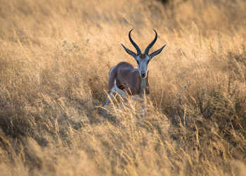 Springbock in der Savanne