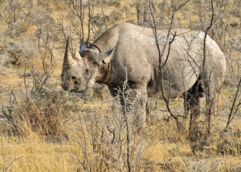 Spitzmaulnashorn in der Savanne