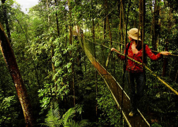 Im Regenwald in Malaysia