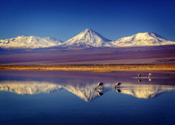 Flamingos in der Atacama