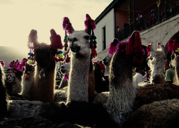 Alpakas in Peru