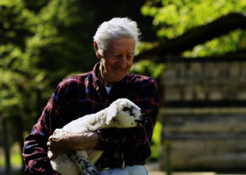 Schafe gehören zum Image von Neuseeland