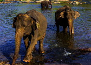 Auch Elefanten mögen das kühle Nass